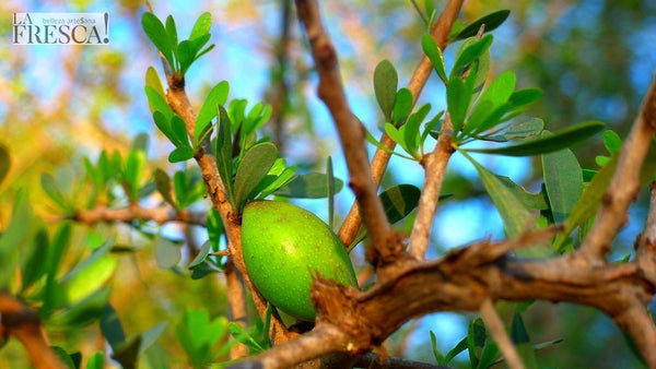La auténtica cosmética marroquí y sus ingredientes TOP
