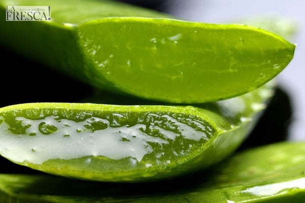 ¿Por qué llaman al Aloe Vera la planta de la inmortalidad?
