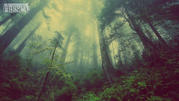 Cómo cuidar el medio ambiente y no morir en el intento